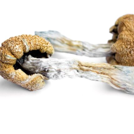 Liberty Cap mushrooms for sale