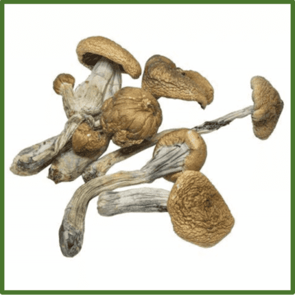 Buy Psilocybe Azurescens shroom
