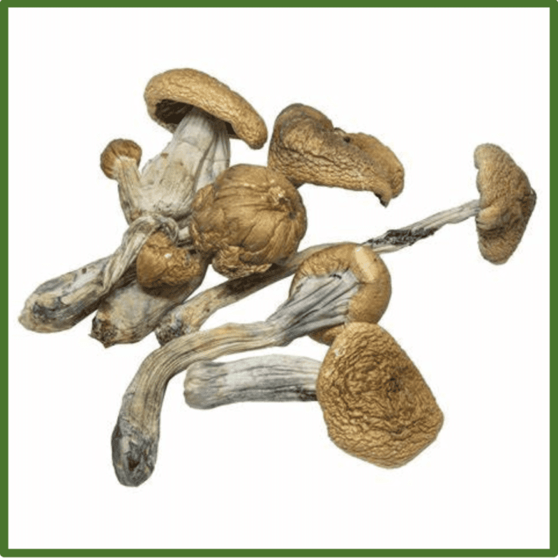 Buy Psilocybe Azurescens shroom