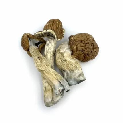 Cambodia mushroom