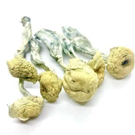 Buy Mazatec magic mushroom