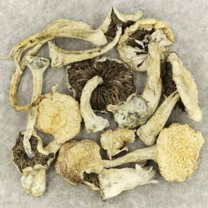 Buy Burma Mushrooms Strain