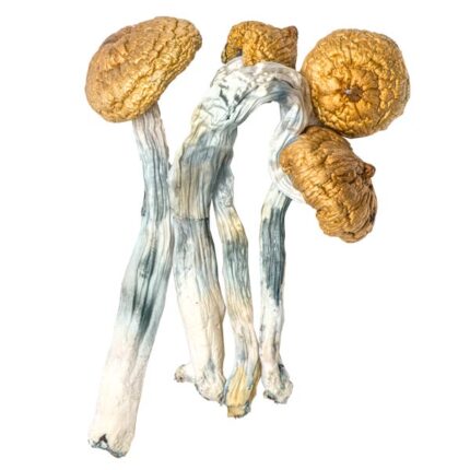 penis envy mushroom