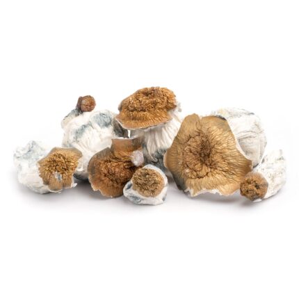 Albino A+ Cubensis Mushrooms