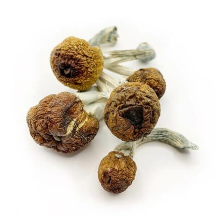 Buy B+ Magic Mushroom Strain