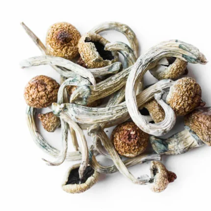 Golden Teacher mushrooms