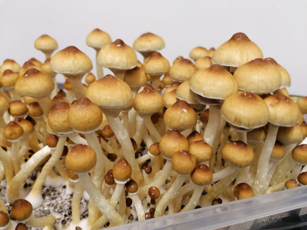 Buy Penis Envy Spores