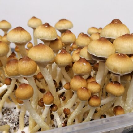 Buy Penis Envy Spores