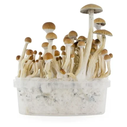 buy B+ Spores (B Plus Spores)