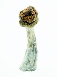 buy magic mushroom