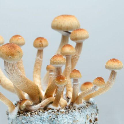 Buy Golden Teacher Spores online
